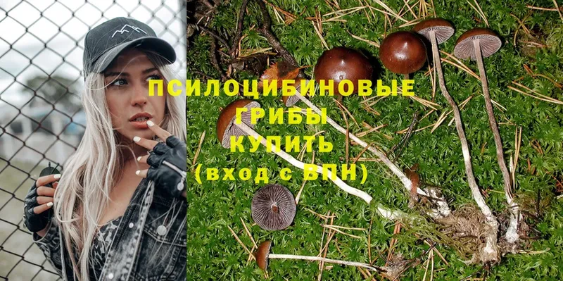 Псилоцибиновые грибы Psilocybine cubensis  Белогорск 